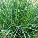 Sesleria caerulea